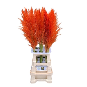 Cortaderia Opgetrokken Salm Orange Stem