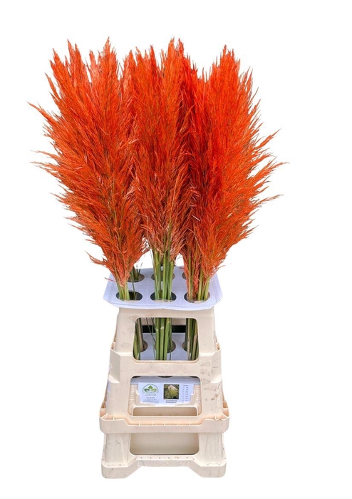 <h4>Cortaderia Opgetrokken Salm Orange Stem</h4>