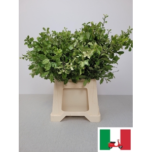 PITTOSPORUM PB SNOWY