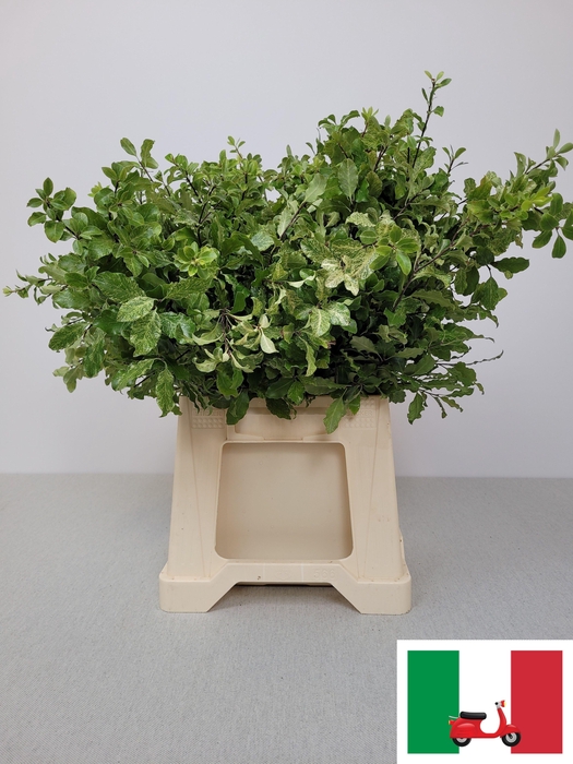 <h4>PITTOSPORUM PB SNOWY</h4>