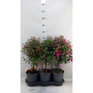 Fuchsia  'Bella Fuchsia Vera'