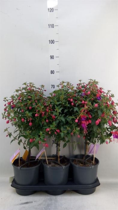 <h4>Fuchsia  'Bella Fuchsia Vera'</h4>