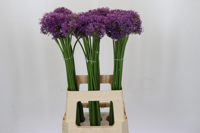 <h4>Allium Gladiator</h4>