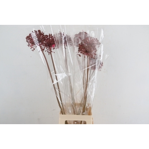DF Allium Paint Pink