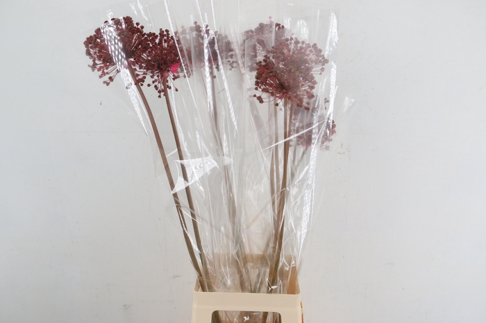 <h4>DF Allium Paint Pink</h4>