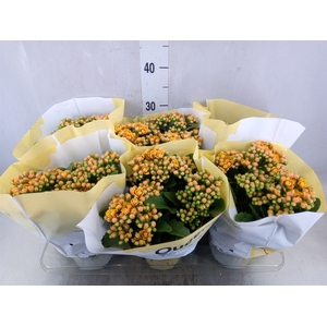 Kalanchoe  'MoreFlow Lausanne'