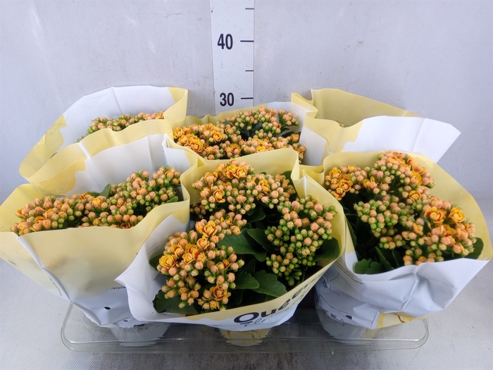 <h4>Kalanchoe  'MoreFlow Lausanne'</h4>