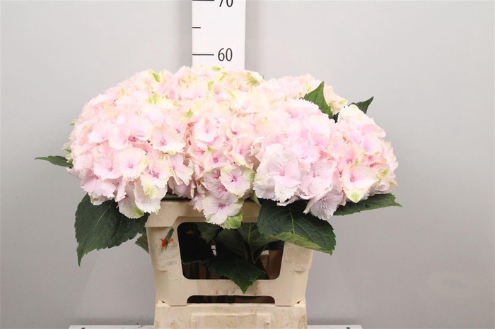 <h4>Hydr M Mag Emerald</h4>