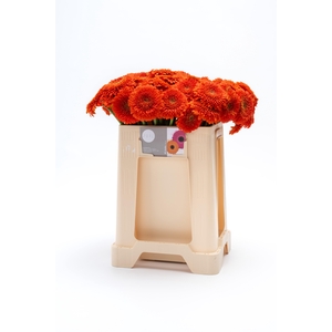 GE MB POMPONI FOZZIE