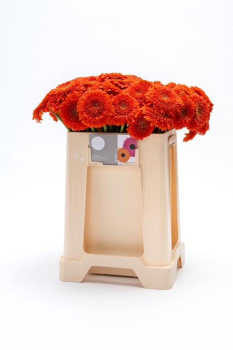 <h4>GE MB POMPONI FOZZIE</h4>