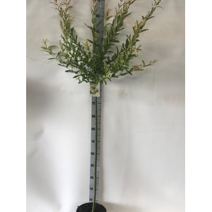 SALIX IN HAKURO NISH