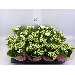 Kalanchoe blos. 'Calandiva Whites'