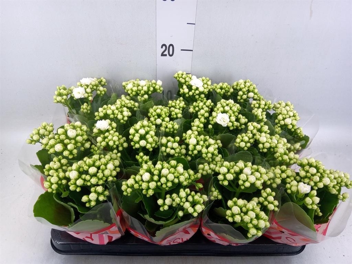 <h4>Kalanchoe blos. 'Calandiva Whites'</h4>