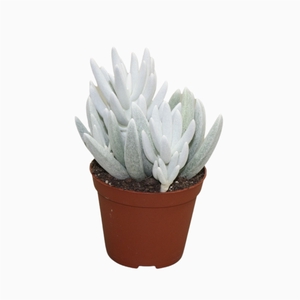 Senecio   ...
