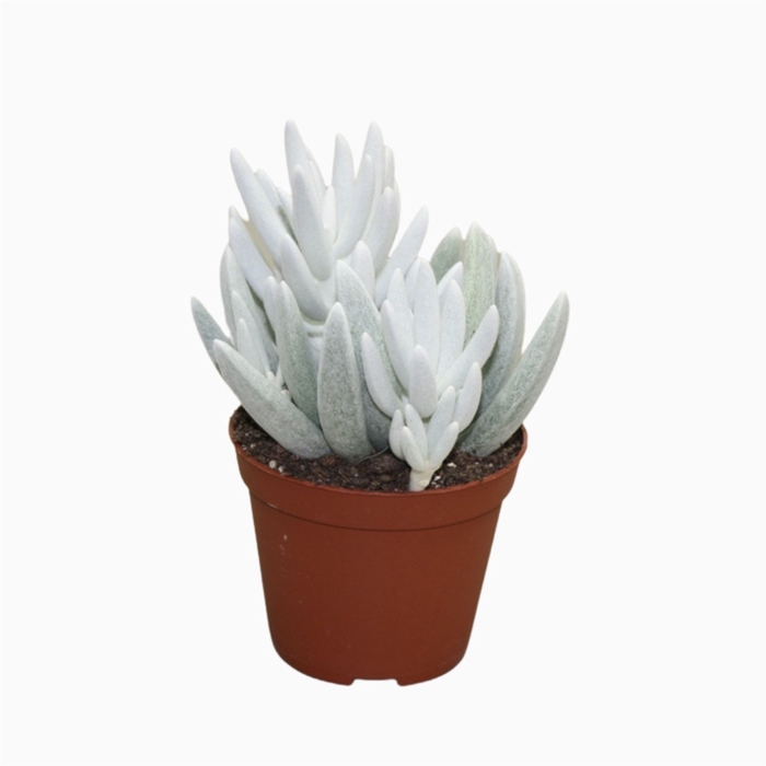 <h4>Senecio   ...</h4>