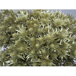 Eryn Orion Goud L50