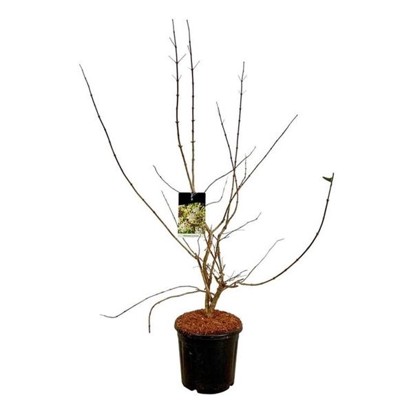 <h4>Heptacodium miconioides</h4>