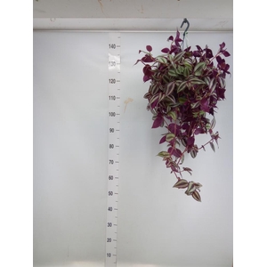 Tradescantia   ...