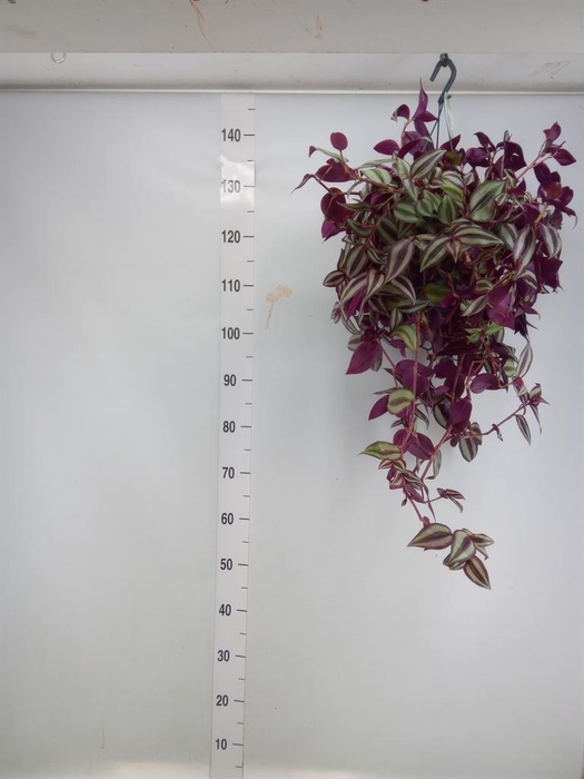 <h4>Tradescantia   ...</h4>