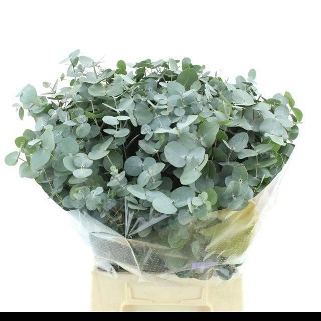 <h4>EUCA CINEREA</h4>