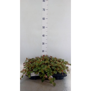 Planten Groen   ...L%