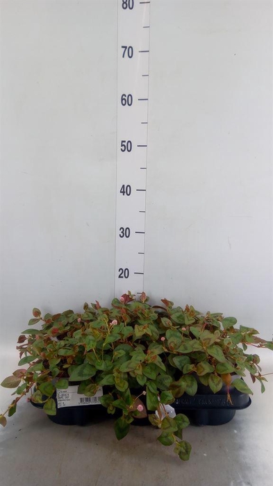 <h4>Planten Groen   ...L%</h4>