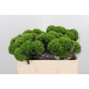 Dianthus Kiwi