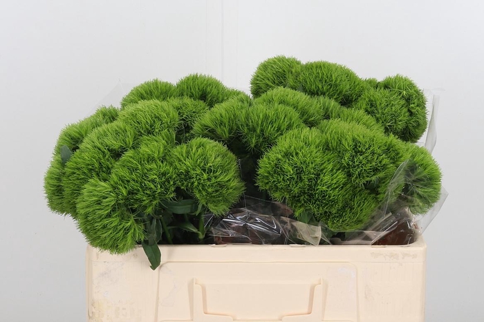<h4>Dianthus Kiwi</h4>