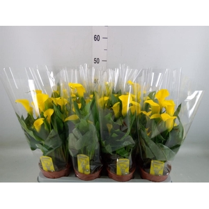 Zantedeschia  'Sunclub'
