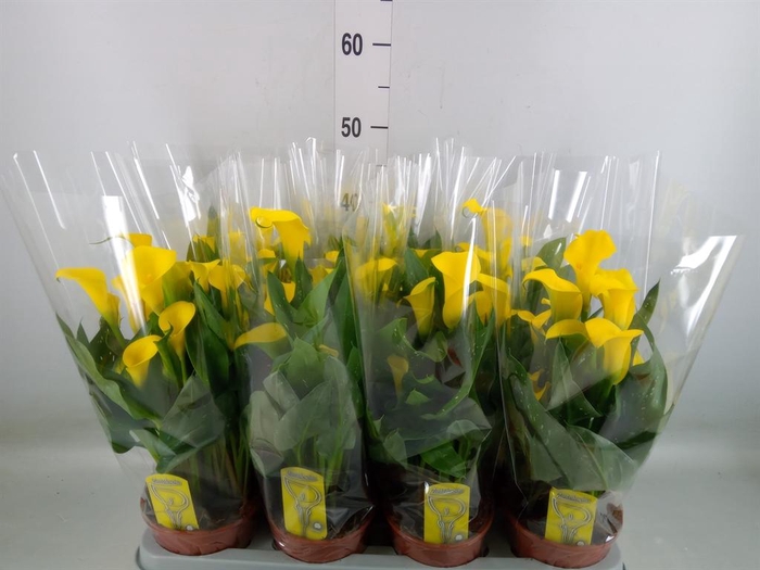 <h4>Zantedeschia  'Sunclub'</h4>