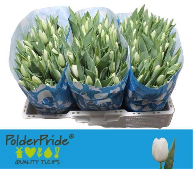 <h4>TU EN LANKA</h4>