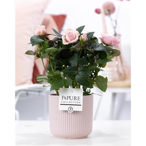 Rosa light pink in P&PURE Sophie ceramics pink