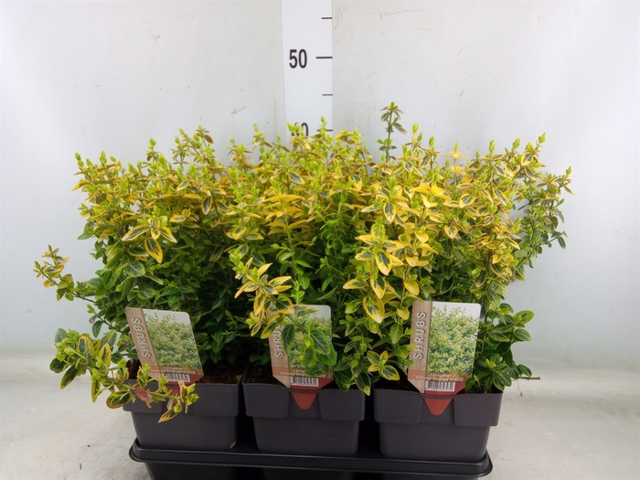 <h4>Euonymus fortunei 'Emerald n Gold'</h4>