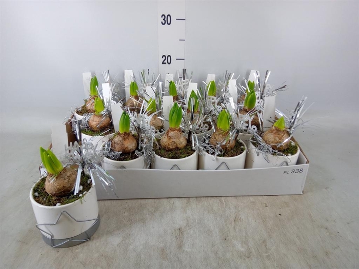 <h4>Arr. Hyacinthus L%</h4>