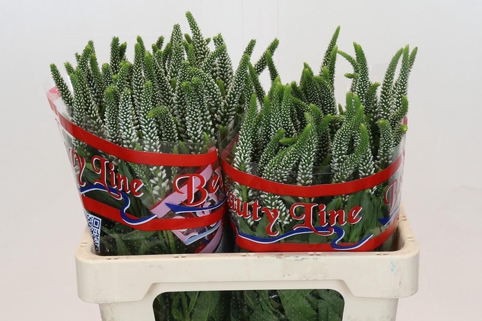 <h4>Veronica Skyler White</h4>