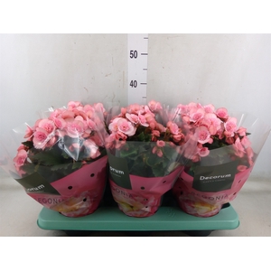 Begonia elat. DU 'Move2Joy Pink'