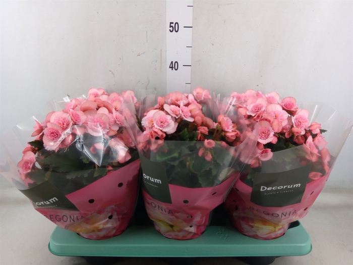 <h4>Begonia elat. DU 'Move2Joy Pink'</h4>