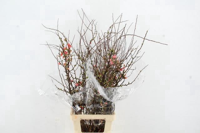 <h4>CHAENOMELES SUPERBA PINK 090CM</h4>