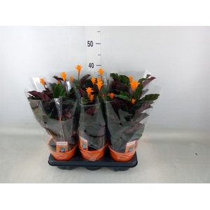 Calathea crocata 'Tassmania'