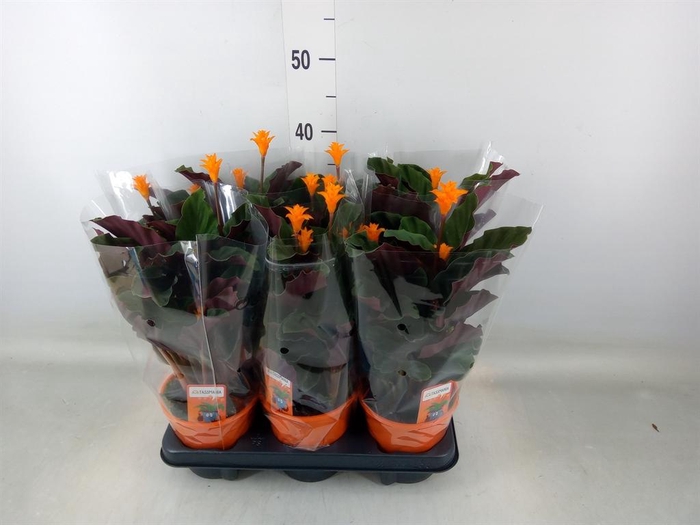 <h4>Calathea crocata 'Tassmania'</h4>