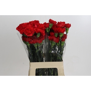 Dianthus St Don Pedro