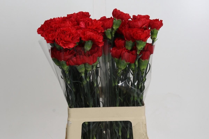 <h4>Dianthus St Don Pedro</h4>