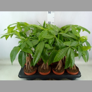 Pachira aquatica