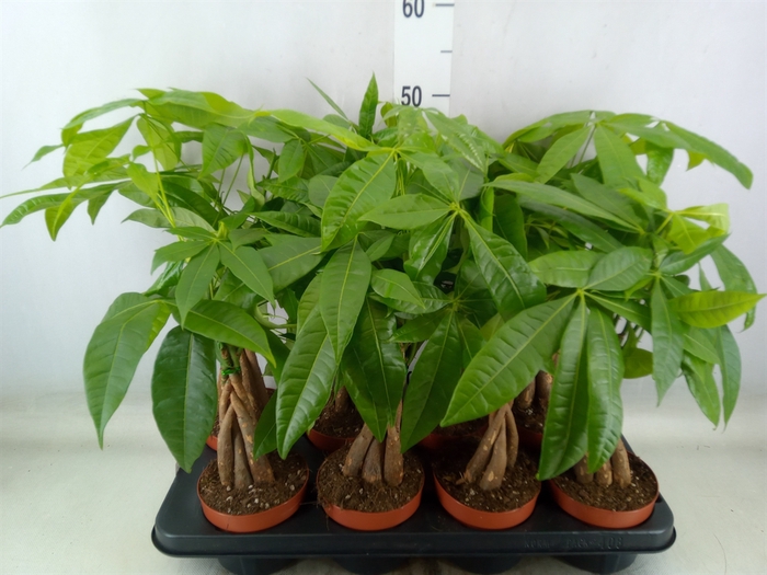 <h4>Pachira aquatica</h4>