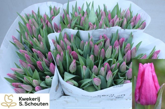 <h4>TU EN COHIM</h4>