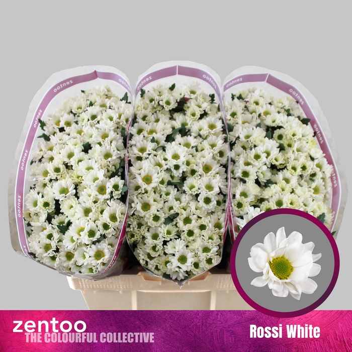 <h4>Chrysanten Chr S Rossi White</h4>