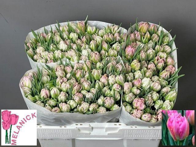 <h4>TU DU DOTCOM</h4>