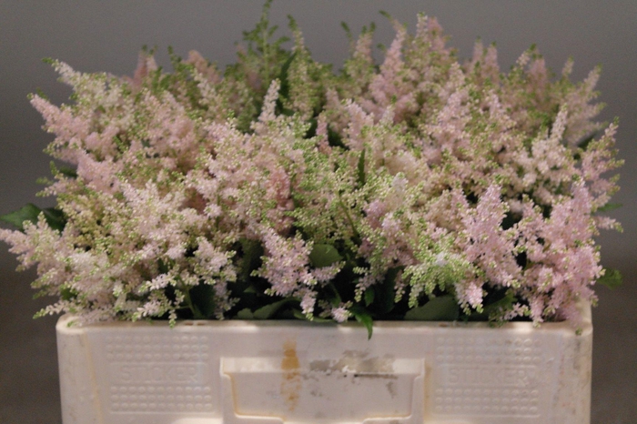 <h4>ASTIL JA EUROPA</h4>