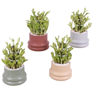 Lucky Bamboo Shape Round 3S Ø13cm Ceramic CC460