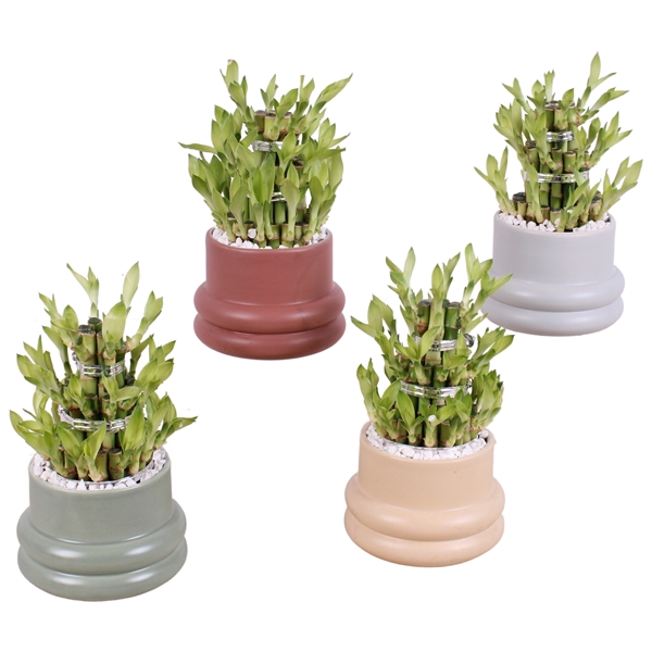 <h4>Lucky Bamboo Shape Round 3S Ø13cm Ceramic CC460</h4>